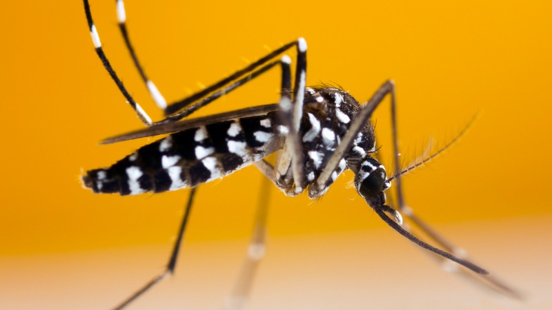 Reconnaitre les moustiques tigres